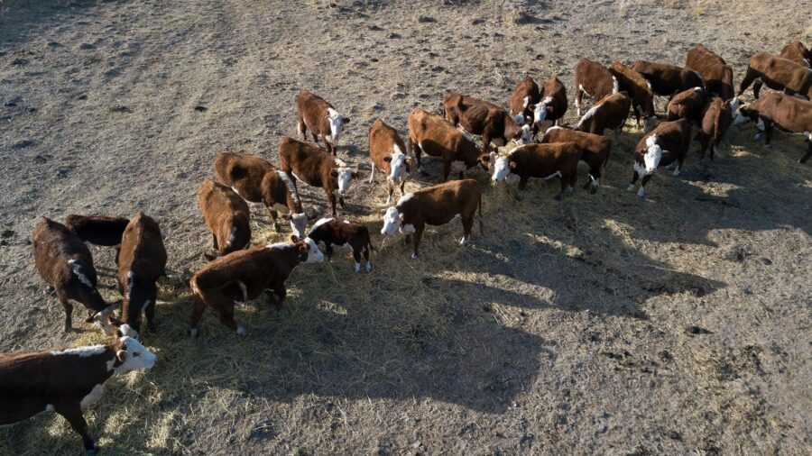 Could Red Seaweed Be the Secret to Greener Cattle Farming?