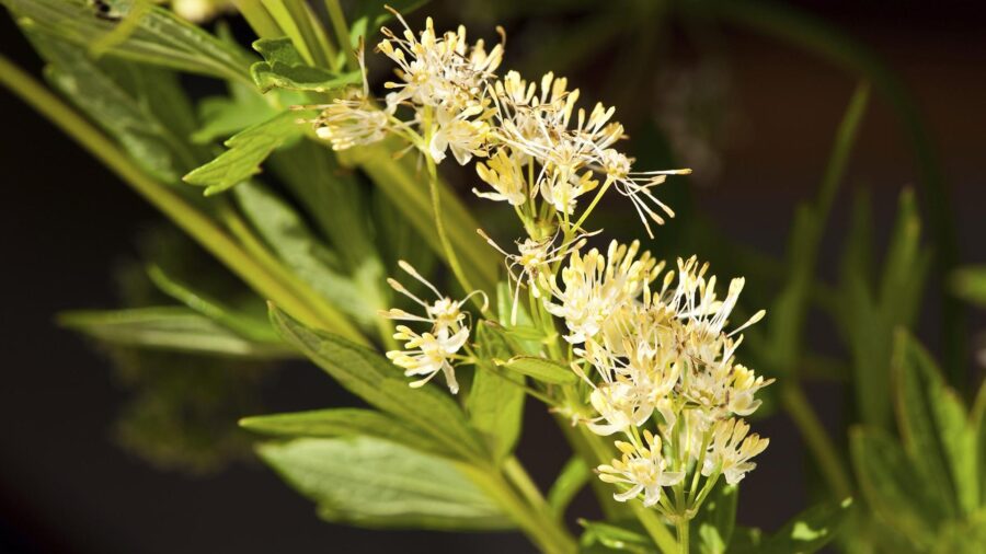Loki Schmidt Foundation Names Yellow Meadow-rue 2027 Flower of the Year