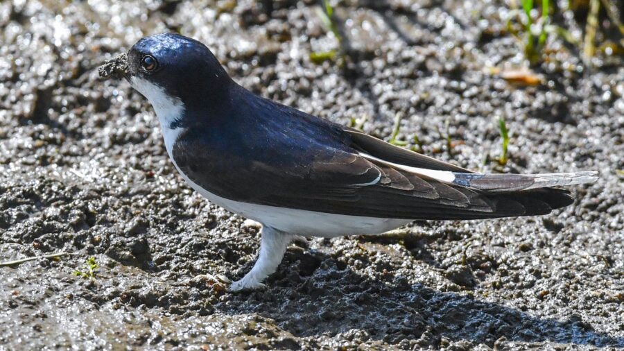 Common House Martin Named Bird of the Year 2027