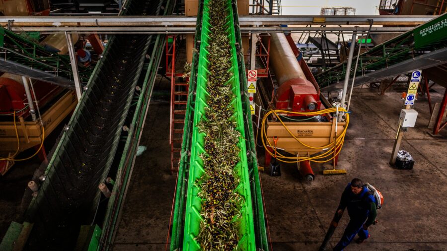 Spanish Farmers Ask Government to Intervene Olive Oil Market as Prices Plunge