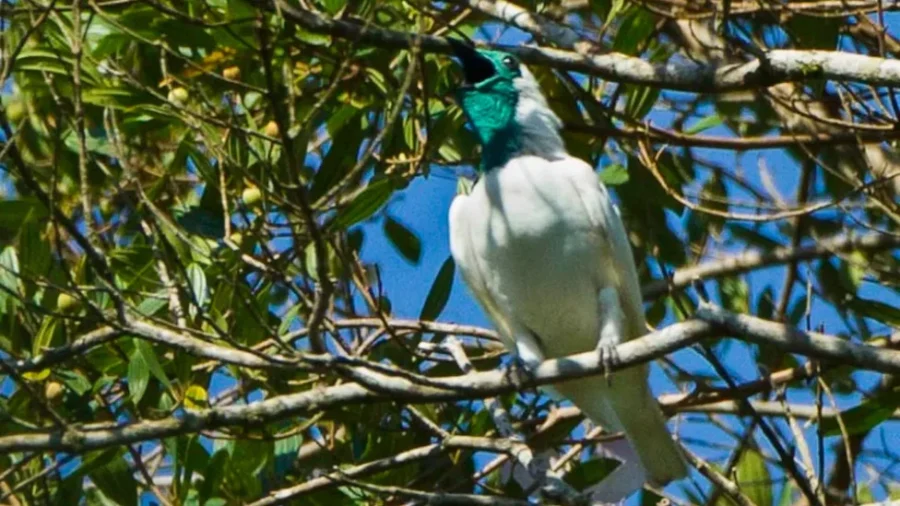Which Birds Hold the Title of the World’s Loudest?