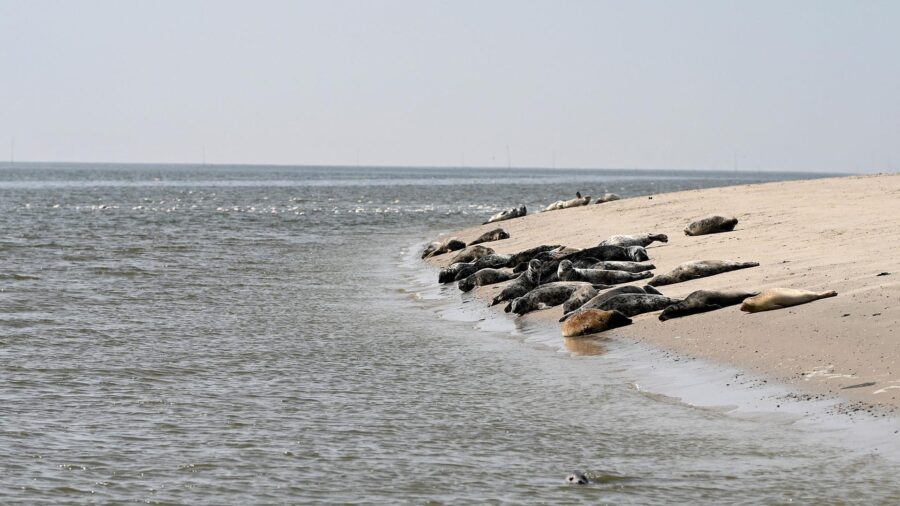 UN Biodiversity Goal Targets 30% of Land Under Protection by 2030