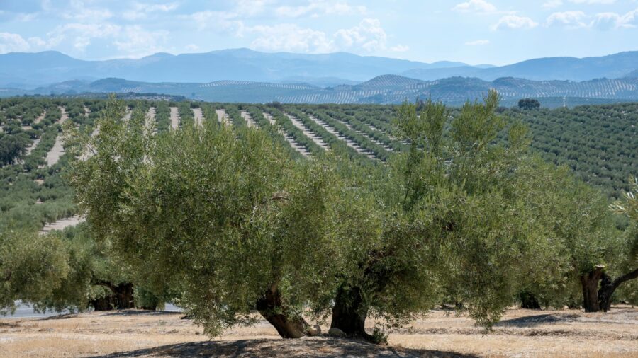 Granada Startup Uses Satellite Images to Fine‑Tune Crop and Forest Management