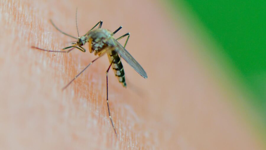 Sindbis Virus Detected in Germany for the First Time