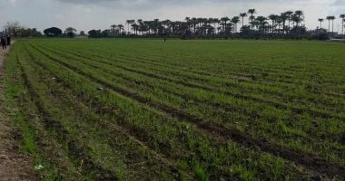 الاستعدادات لموسم زراعة القمح في ظل تقلبات الطقس